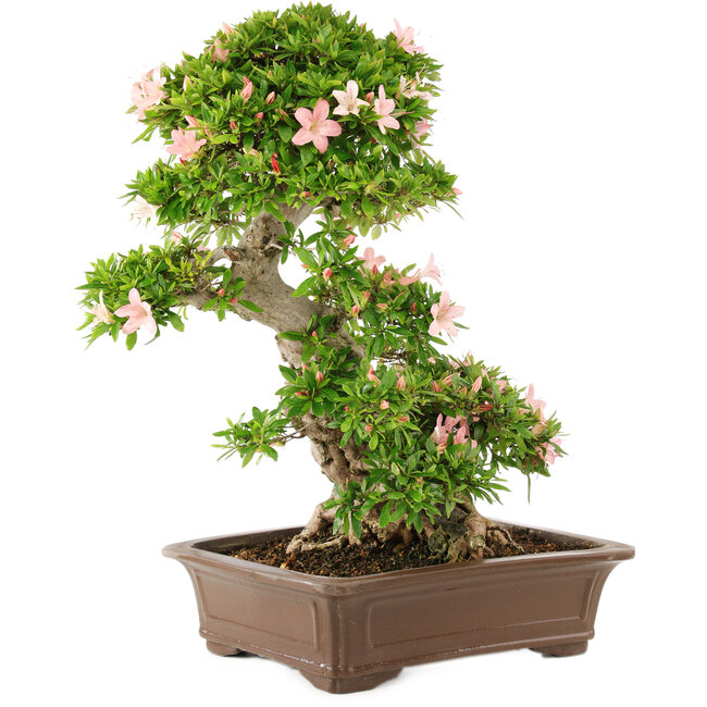 Rhododendron indicum, 62 cm, ± 25 Jahre alt