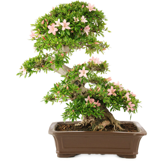 Rhododendron indicum, 62 cm, ± 25 anni