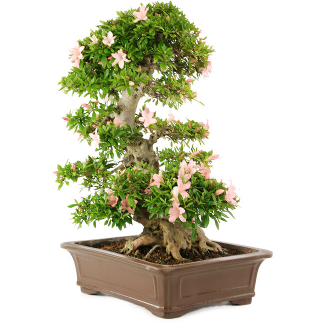 Rhododendron indicum, 62 cm, ± 25 años