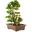 Rhododendron indicum, 62 cm, ± 25 years old