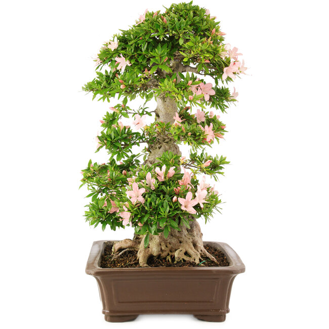 Rhododendron indicum, 62 cm, ± 25 años