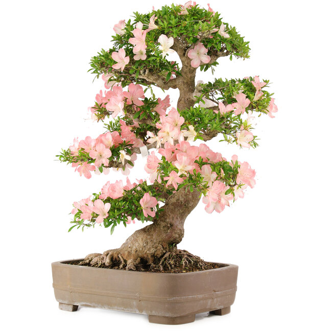 Rhododendron indicum Bunka, 79 cm, ± 25 años, en maceta con una pequeña astilla de una de las patas