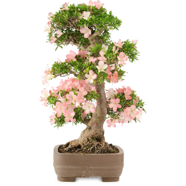 Rhododendron indicum Bunka, 79 cm, ± 25 años, en maceta con una pequeña astilla de una de las patas