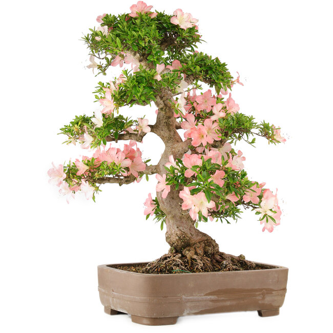 Rhododendron indicum Bunka, 79 cm, ± 25 ans, en pot avec un petit éclat d'un des pieds