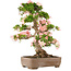 Rhododendron indicum Bunka, 79 cm, ± 25 ans, en pot avec un petit éclat d'un des pieds