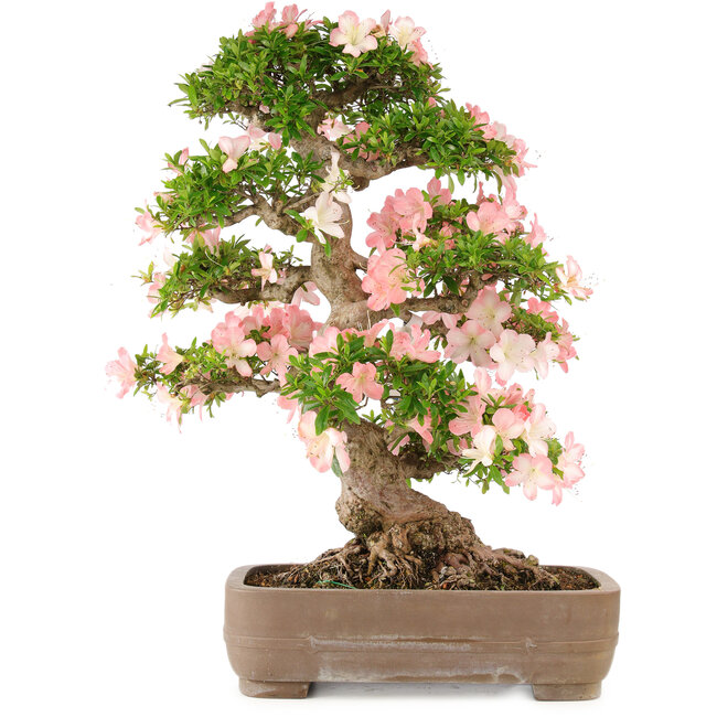 Rhododendron indicum Bunka, 79 cm, ± 25 Jahre alt, in einem Topf mit einem kleinen Abplatzer an einem der Füße