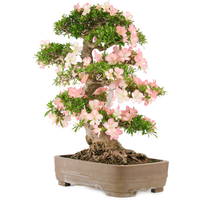 Rhododendron indicum Bunka, 79 cm, ± 25 jaar oud, in pot met een klein chipje van een van de pootjes