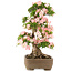 Rhododendron indicum Bunka, 79 cm, ± 25 anni, in vaso con una piccola scheggiatura di un piede