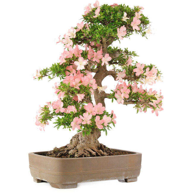 Rhododendron indicum Bunka, 79 cm, ± 25 years old, in a pot with a small chip of one of the feet