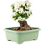 Rhododendron indicum Kaho, 44 cm, ± 25 anni