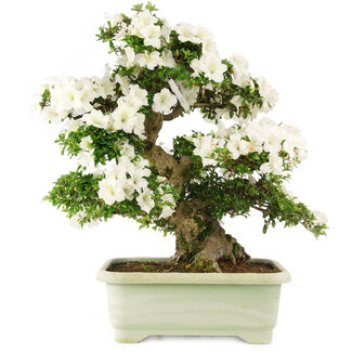 Rhododendron indicum Kaho, 69 cm, ± 25 jaar oud