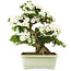 Rhododendron indicum Kaho, 69 cm, ± 25 anni