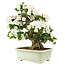 Rhododendron indicum Kaho, 69 cm, ± 25 anni