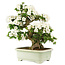 Rhododendron indicum Kaho, 69 cm, ± 25 jaar oud