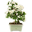 Rhododendron indicum Kaho, 69 cm, ± 25 Jahre alt