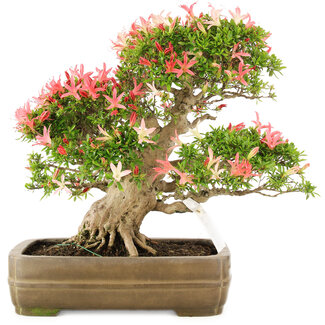 Rhododendron indicum Saiko, 47 cm, ± 25 Jahre alt