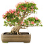 Rhododendron indicum Saiko, 47 cm, ± 25 jaar oud