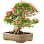 Rhododendron indicum Saiko, 47 cm, ± 25 Jahre alt