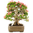 Rhododendron indicum Saiko, 47 cm, ± 25 Jahre alt