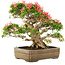 Rhododendron indicum Saiko, 47 cm, ± 25 anni