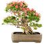 Rhododendron indicum Saiko, 47 cm, ± 25 ans