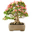 Rhododendron indicum Saiko, 47 cm, ± 25 jaar oud