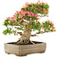 Rhododendron indicum Saiko, 47 cm, ± 25 Jahre alt