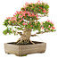 Rhododendron indicum Saiko, 47 cm, ± 25 years old