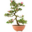 Rhododendron indicum Hanabin, 73 cm, ± 25 anni