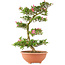 Rhododendron indicum Hanabin, 73 cm, ± 25 anni