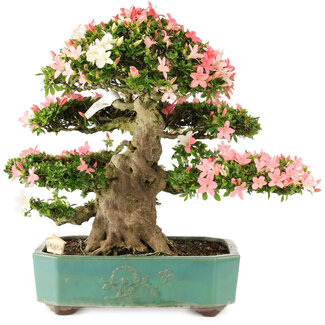 Rhododendron indicum Shin Nikko, 52 cm, ± 25 years old