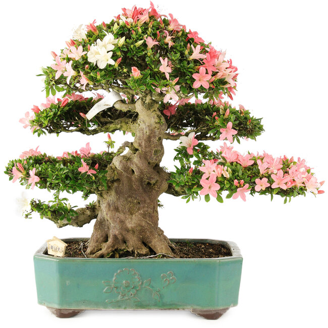 Rhododendron indicum Shin Nikko, 52 cm, ± 25 jaar oud