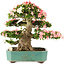 Rhododendron indicum Shin Nikko, 52 cm, ± 25 jaar oud