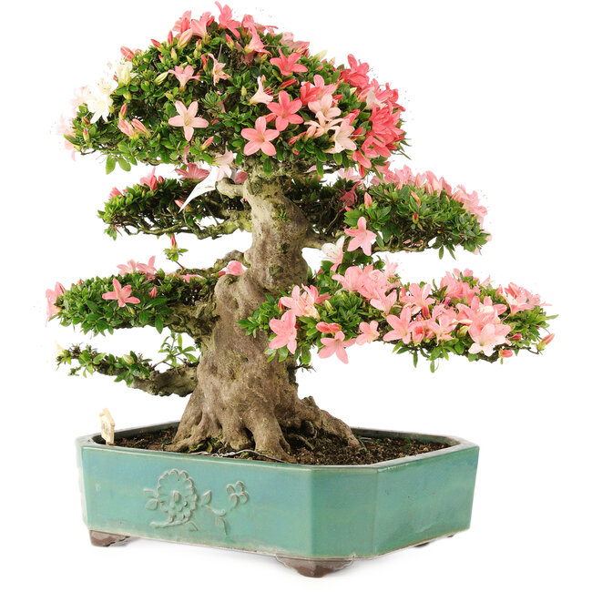 Rhododendron indicum Shin Nikko, 52 cm, ± 25 anni