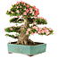 Rhododendron indicum Shin Nikko, 52 cm, ± 25 años