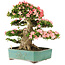 Rhododendron indicum Shin Nikko, 52 cm, ± 25 jaar oud