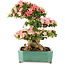 Rhododendron indicum Shin Nikko, 52 cm, ± 25 anni