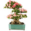 Rhododendron indicum Shin Nikko, 52 cm, ± 25 ans