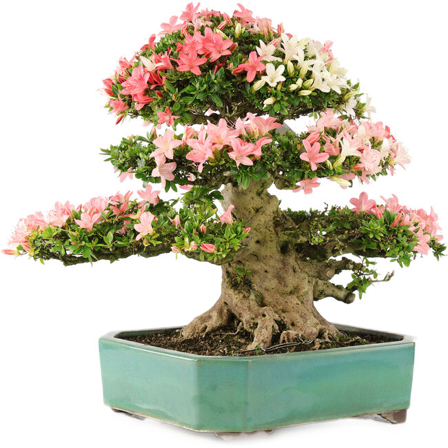 Rhododendron indicum Shin Nikko, 52 cm, ± 25 años