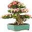 Rhododendron indicum Shin Nikko, 52 cm, ± 25 años