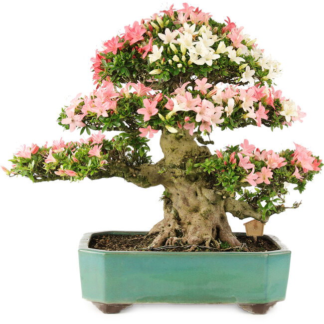 Rhododendron indicum Shin Nikko, 52 cm, ± 25 jaar oud