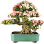 Rhododendron indicum Shin Nikko, 52 cm, ± 25 Jahre alt