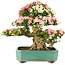 Rhododendron indicum Shin Nikko, 52 cm, ± 25 years old