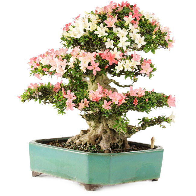 Rhododendron indicum Shin Nikko, 52 cm, ± 25 anni