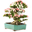 Rhododendron indicum Shin Nikko, 52 cm, ± 25 jaar oud