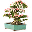 Rhododendron indicum Shin Nikko, 52 cm, ± 25 Jahre alt