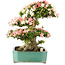 Rhododendron indicum Shin Nikko, 52 cm, ± 25 ans