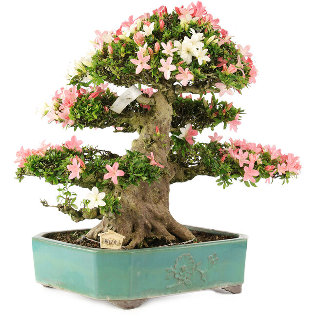 Rhododendron indicum Shin Nikko, 52 cm, ± 25 Jahre alt