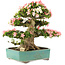 Rhododendron indicum Shin Nikko, 52 cm, ± 25 jaar oud