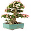 Rhododendron indicum Shin Nikko, 52 cm, ± 25 Jahre alt